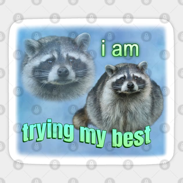 I'm trying my best raccoon meme Sticker by Dfive